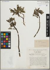 Foto von Salix hastata L. x Salix nigricans Sm.